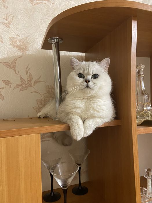 Шотландский Серебристый кот Вязка