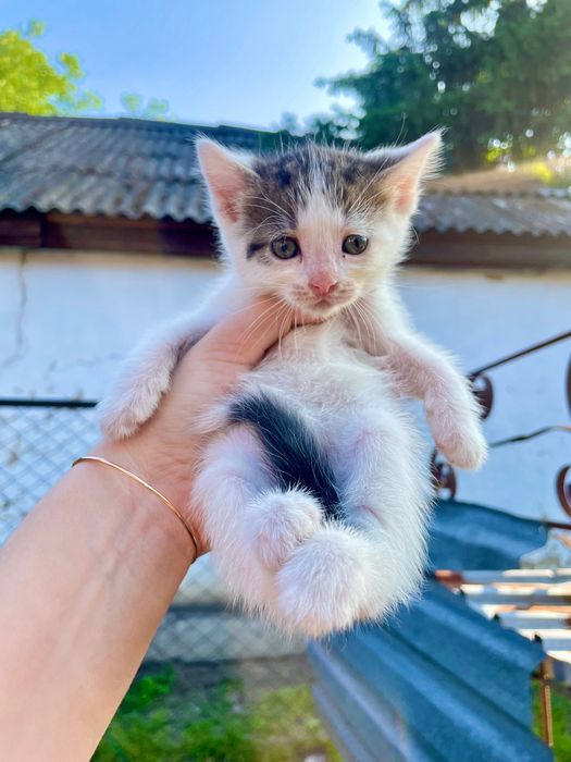 Віддамо неймовірних кошенят