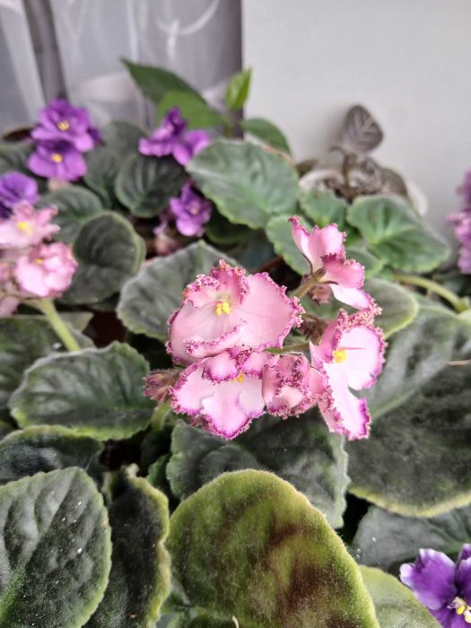 Пропуную молоді фіалки