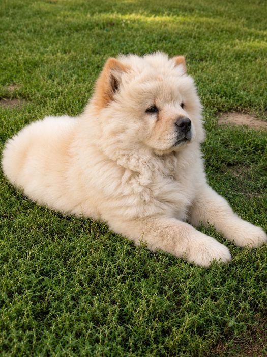Chow chow szczeniak suczka