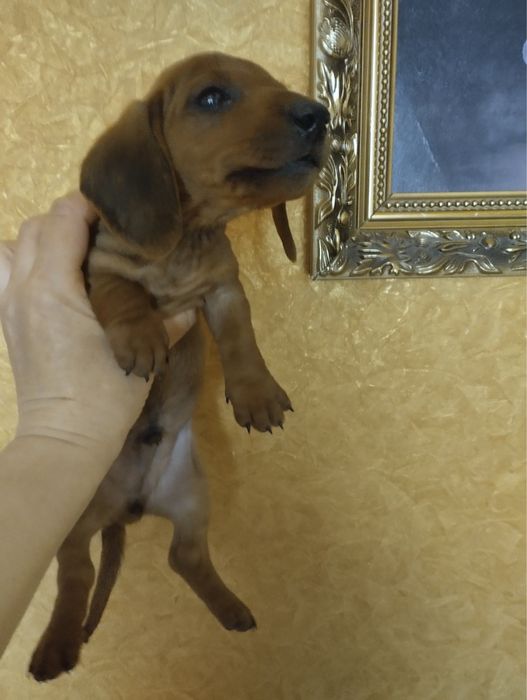 Продам цуценят Таксенят