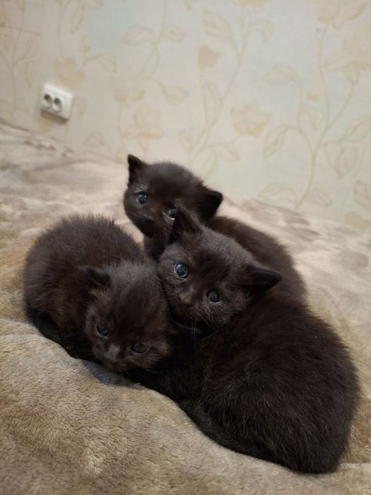 Котята Британские