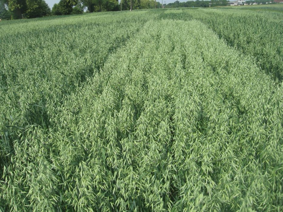 Pszenzyto ozime. Owies jary zbior 2025