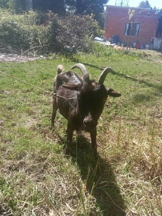 Vendo cabra cheia a comer de todo pasto relva etc