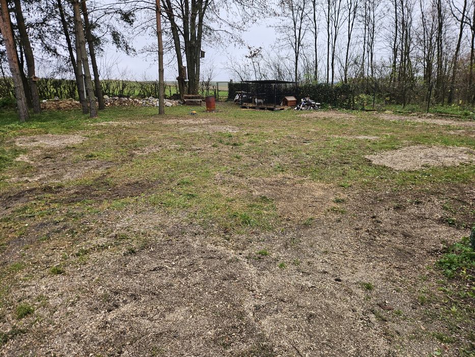 Usługi usuwania pni drzew