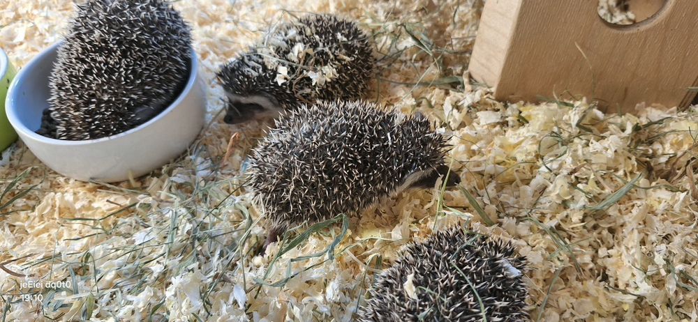 Jeż jeże pigmejskie młode samiczki .