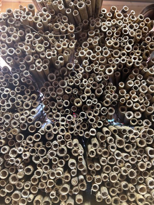 Rurki trzcinowe dla pszczółki murarki