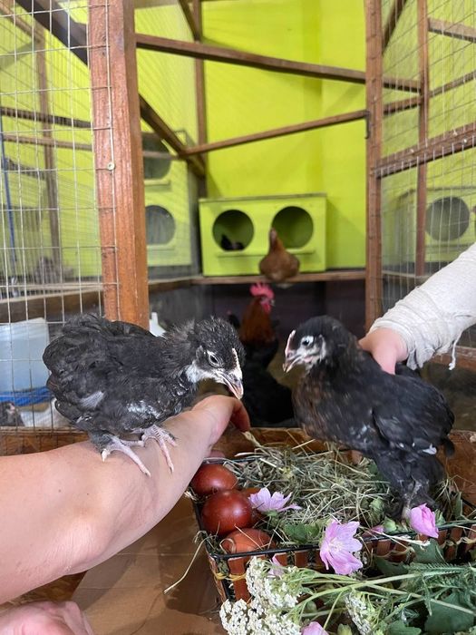 ЧМ Маран -курчата