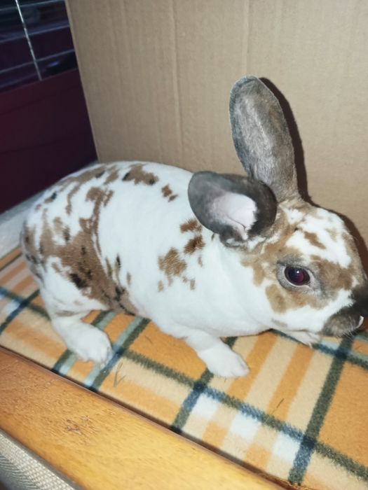 Mini rexy króliki hipoalergiczne