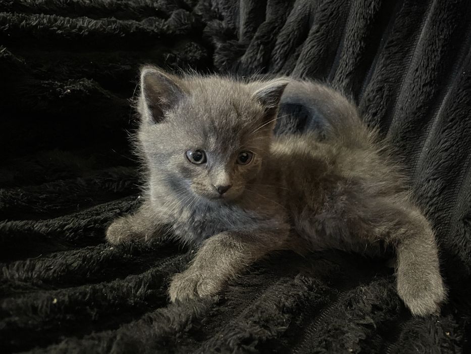 6 маленьких котенят шукають собі люблячу домівку