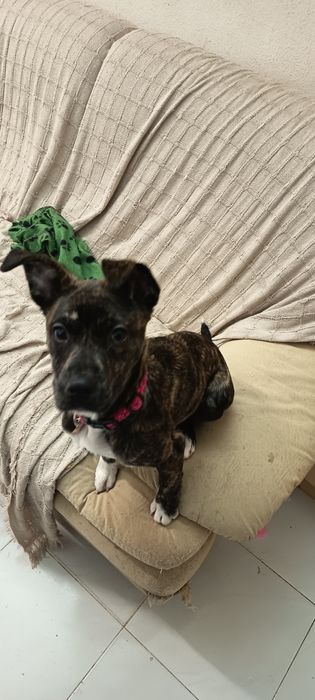 Cadela rafeira  5 meses