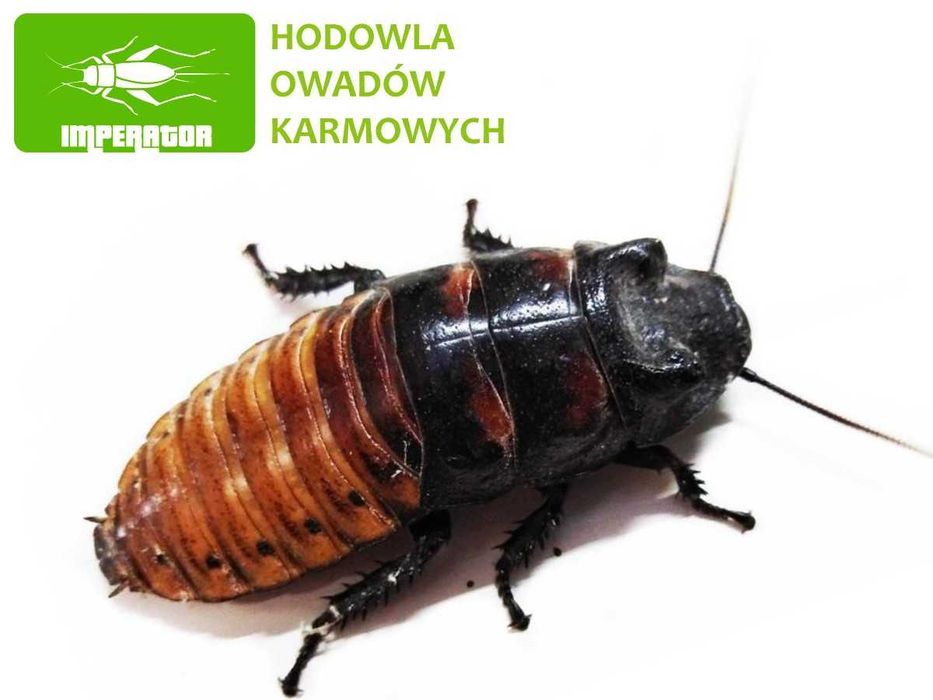 Karaczan madagaskarski  5-7cm - 100 szt + legalna wysyłka - badane