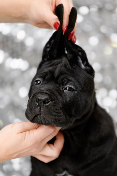 Цуценята кане корсо