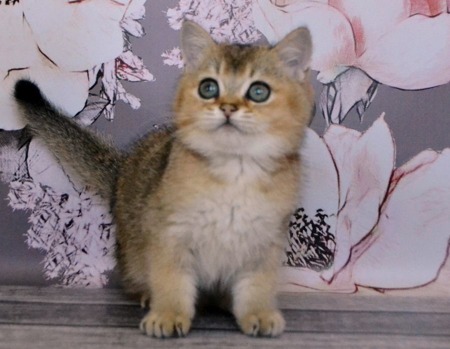 Класнi  золоти шиншили