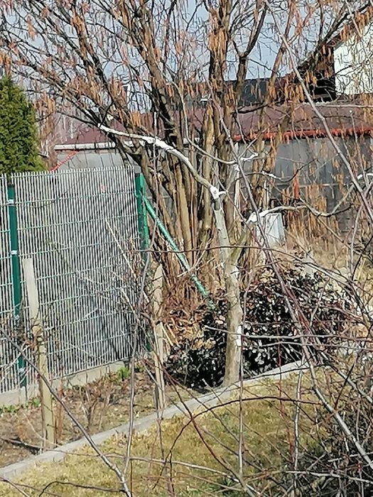 Drzewa (drzewka) owocowe profesjonalne przycinanie i formowanie koron,