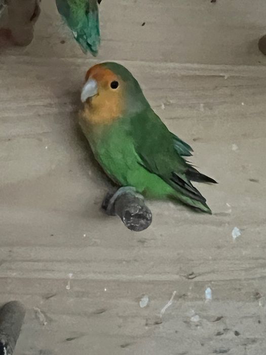 Agapornis roseicolis