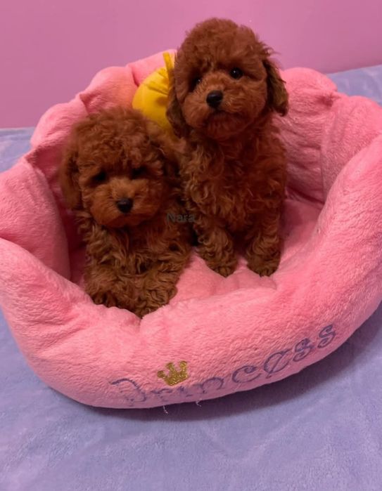 Дівчата красуні   той пудель .