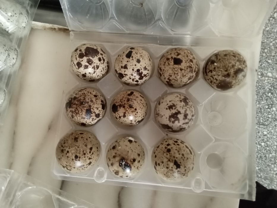 Vendo ovos de codorniz para comer e incubação