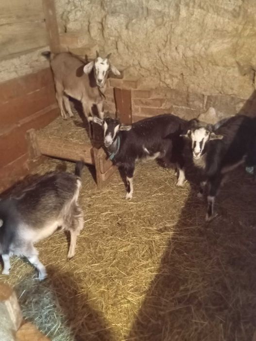 Оголошення козенят