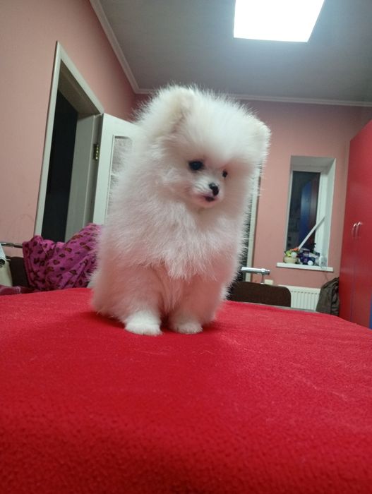 Гарненькі дітки померанського шпіца