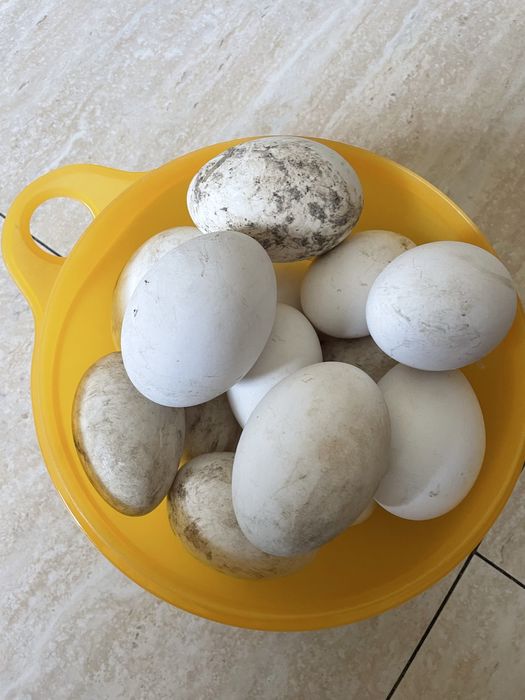 Jajka gęsie lęgowe WYSYLAM