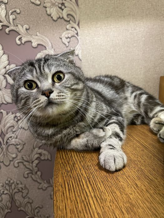 Шотландский вислоухий кот ( Вязка)
