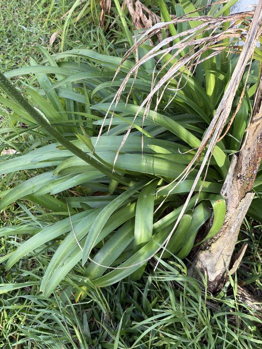 Agapanthus  africano branco