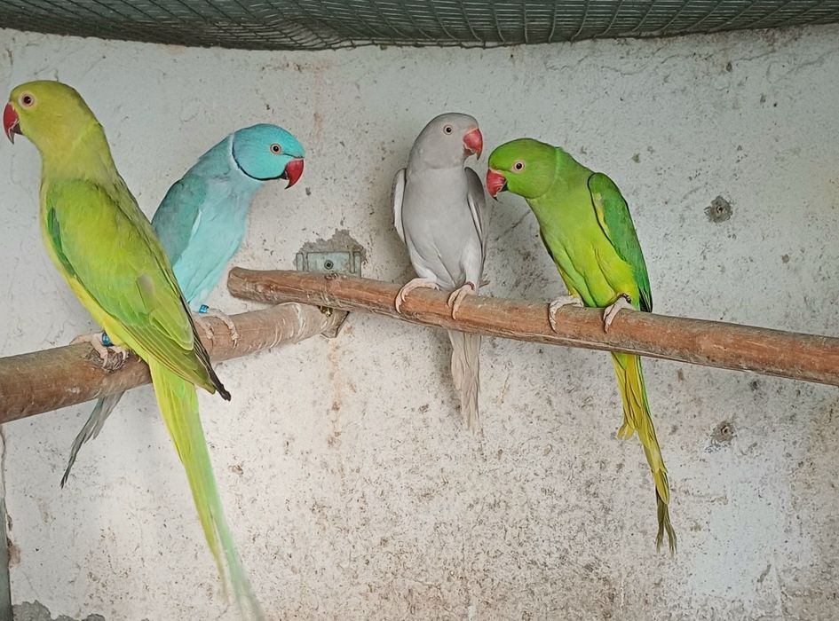 Ring Necks casais  entre outros