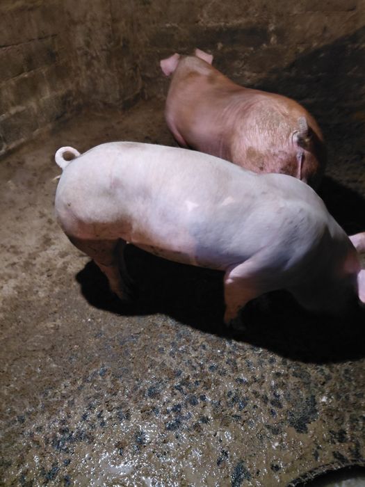 Кнур, дюрок, петрен 18000