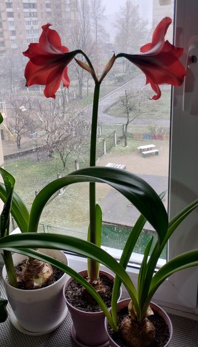 Гіппеаструм  квіти