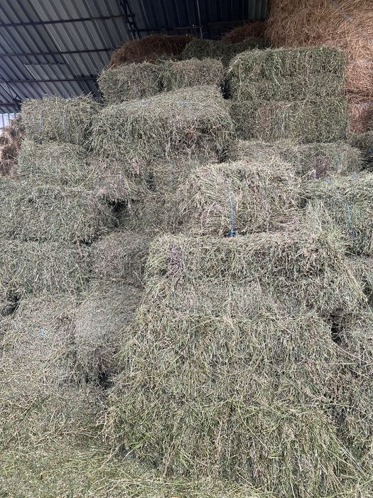 Продам Сіно Люцерки