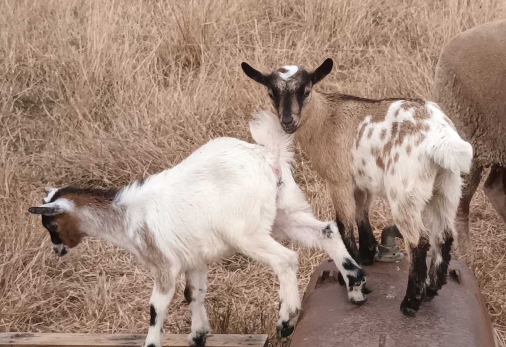 Vendo 2 crias com 3 meses  ( cabras do monte )