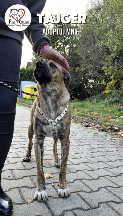 Aktywny Piesek Tajger szuka domku