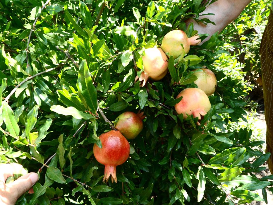 Гранаты Сортовые , разные саженцы.  Разные Сорта.