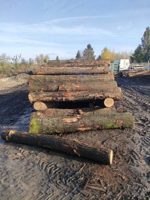 Kłoda DĄB s2b 240-250cm