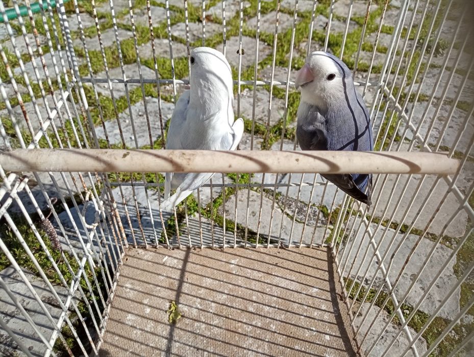 Casais de roseicollis