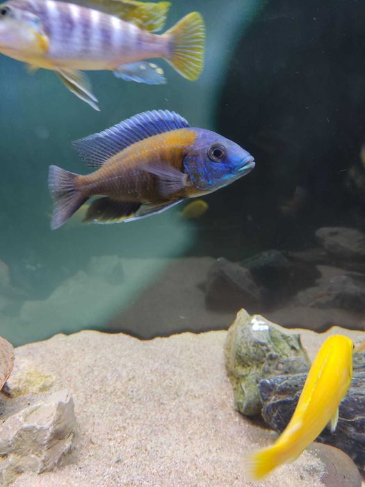 Ciclideos africanos - Kandango