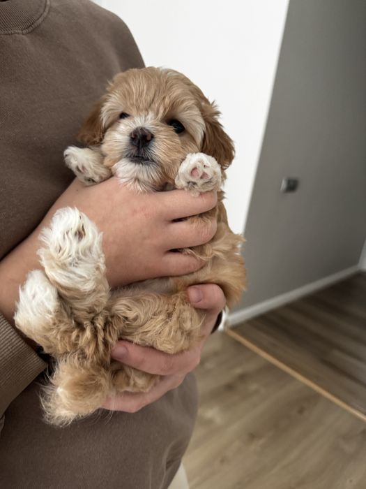 Маленька красуня  Мальтіпу