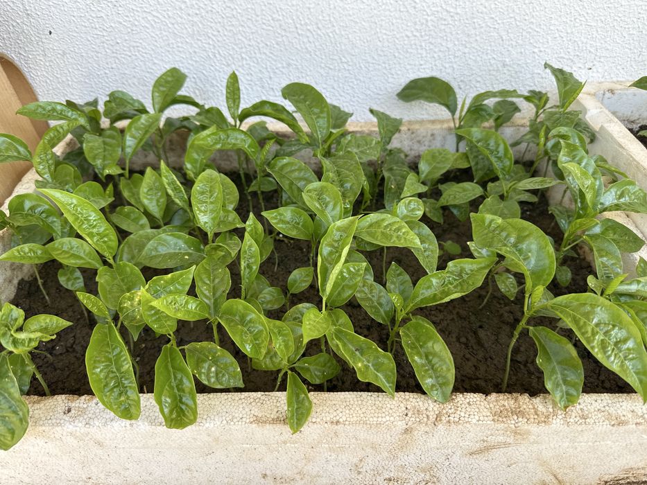 50 pes de maracuja roxo