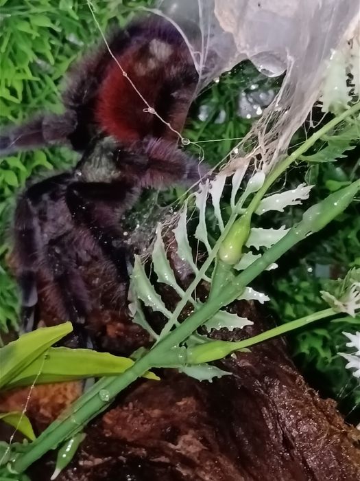 Caribena Versicolor