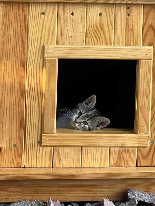 Безкоштовно.Три гарні дівчинки шукають родину