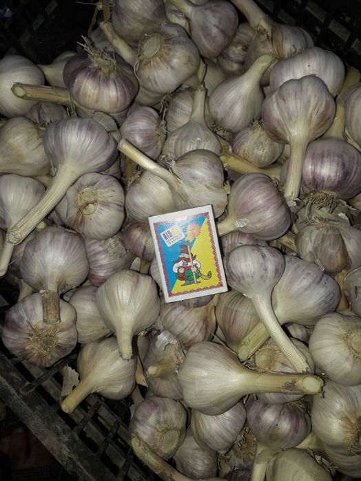 Продам середній чеснок