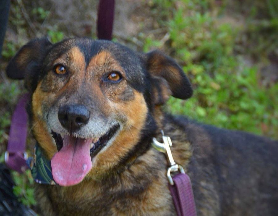 Wafelek szuka domu! Adopcja