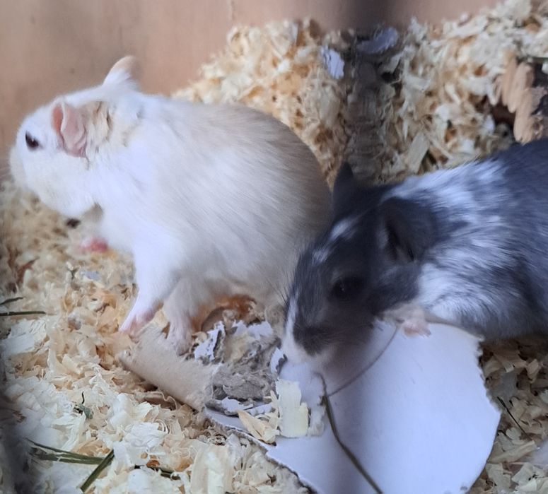 Myszoskoczki samiczki do adopcji