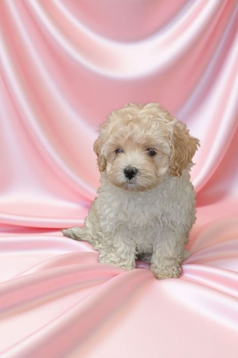 Мальтипу. Красивый, породный малыш.