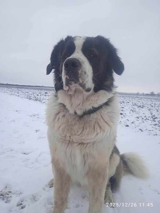 Ищем подругу для вязки