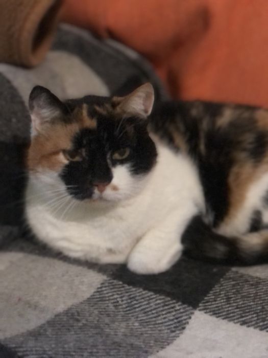 Кошечка Марта ждёт свою семью