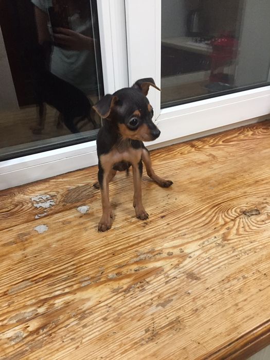 Мальчик той терьер