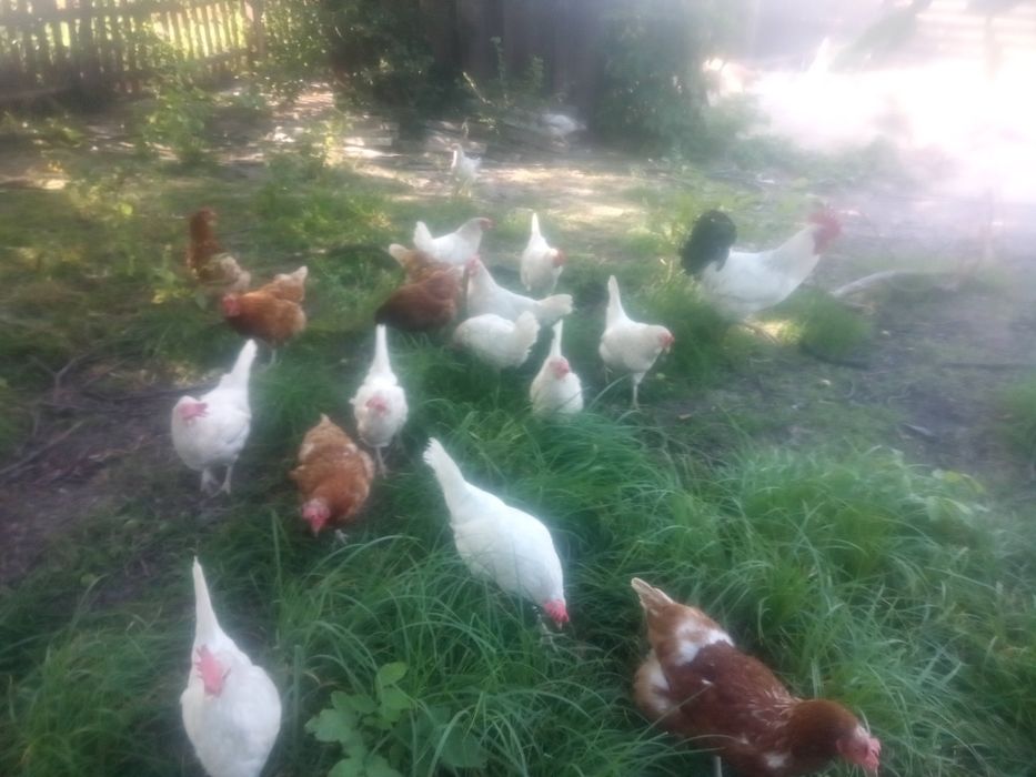 яйца  домашних кур