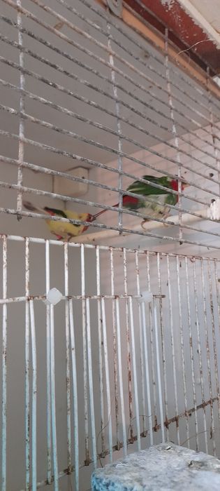 Varias espécies exóticos